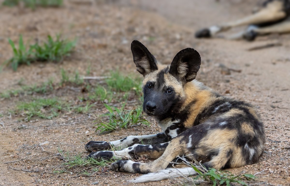 Sabi Sabi Ronald Mutero Wild Dog Rest