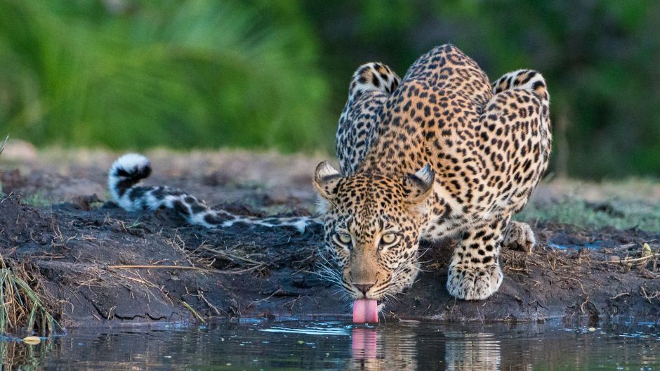 Sabi Sabi Its All About Timing Leopard