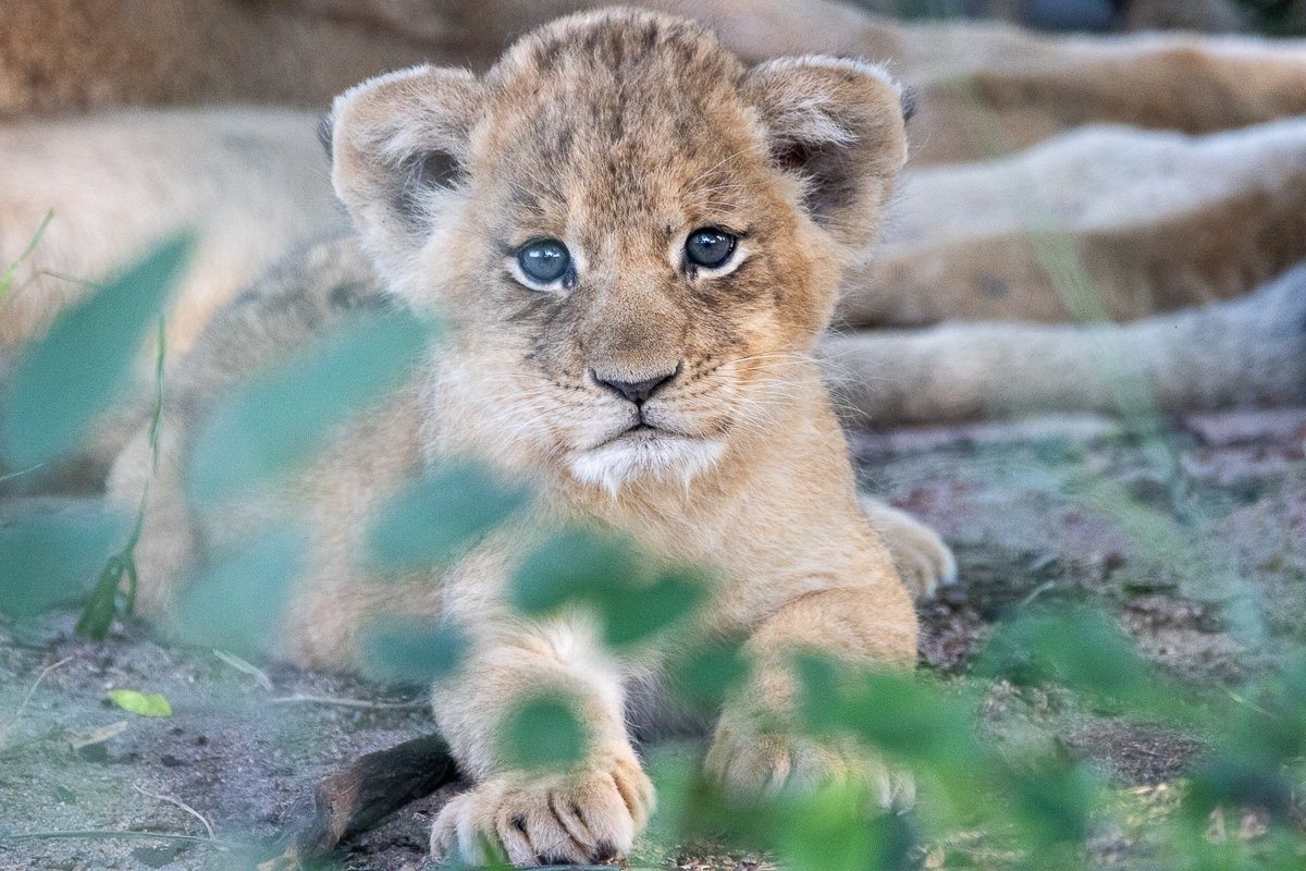 Sabi Sabi Ronald Mutero Sp Cub Lion