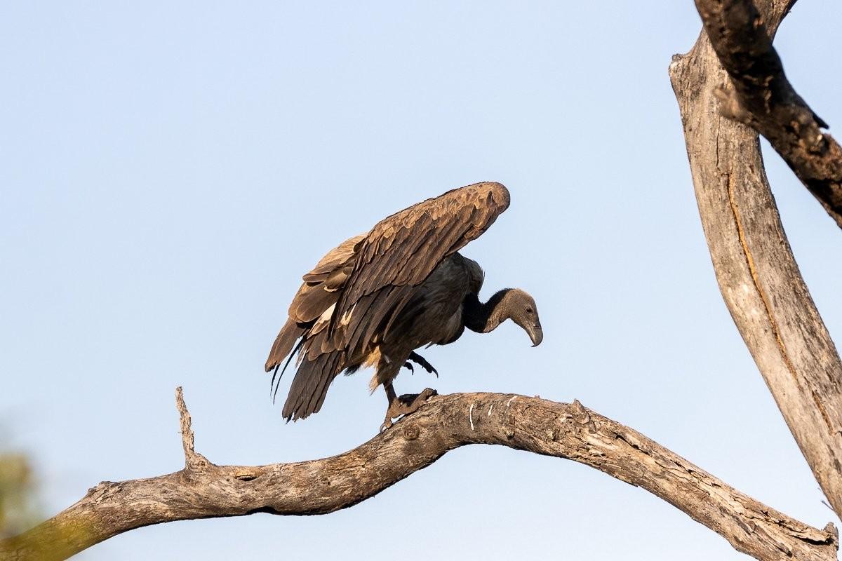 Sabi Sabi Ronald Mutero Vultures Circiling Fresh Kill
