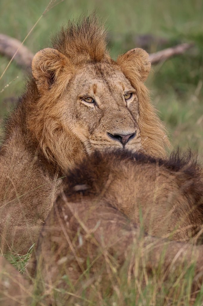 The remaining three lions watched closely