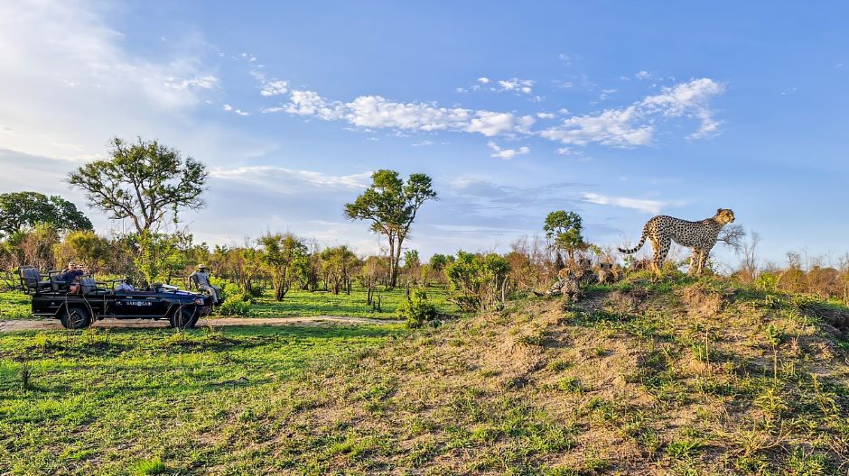 Sabi Sabi Beyond The Moment Cheetah Game Drive