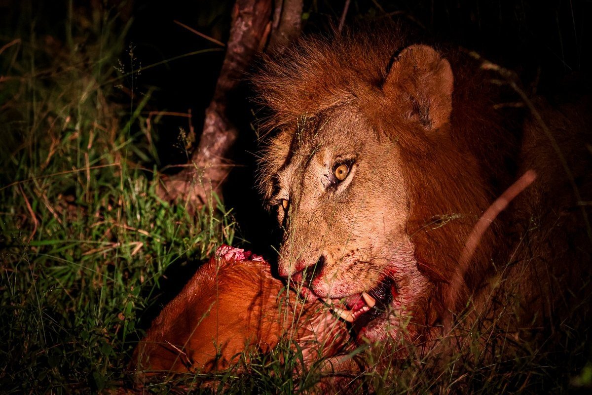 Male lion feeding on impala kill at night.