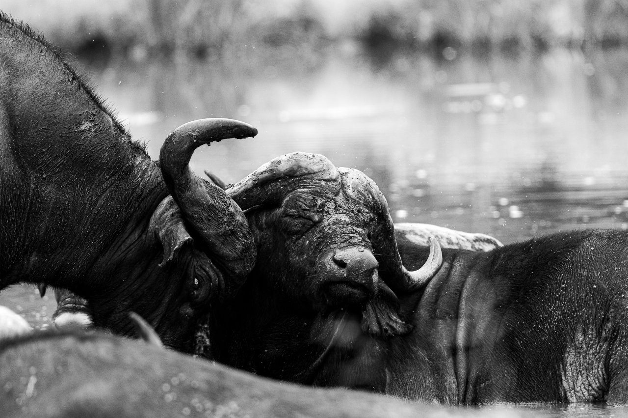 Sabi Sabi Viviane Ladner Old Buffalo Bull Wallowing