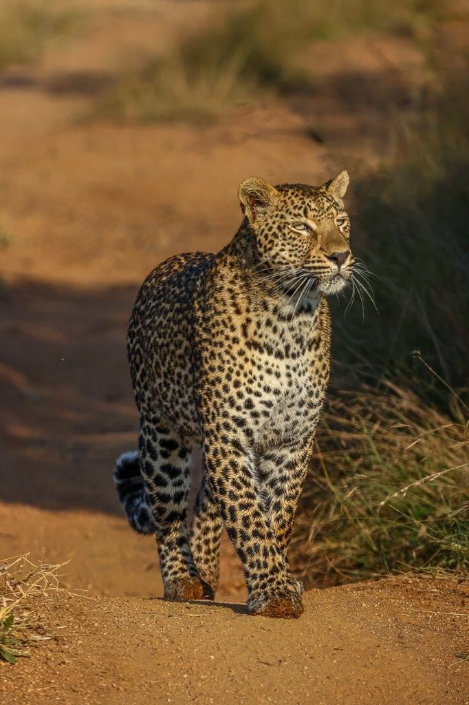 Alert portrait of the Kurhula female leopard scanning her surroundings