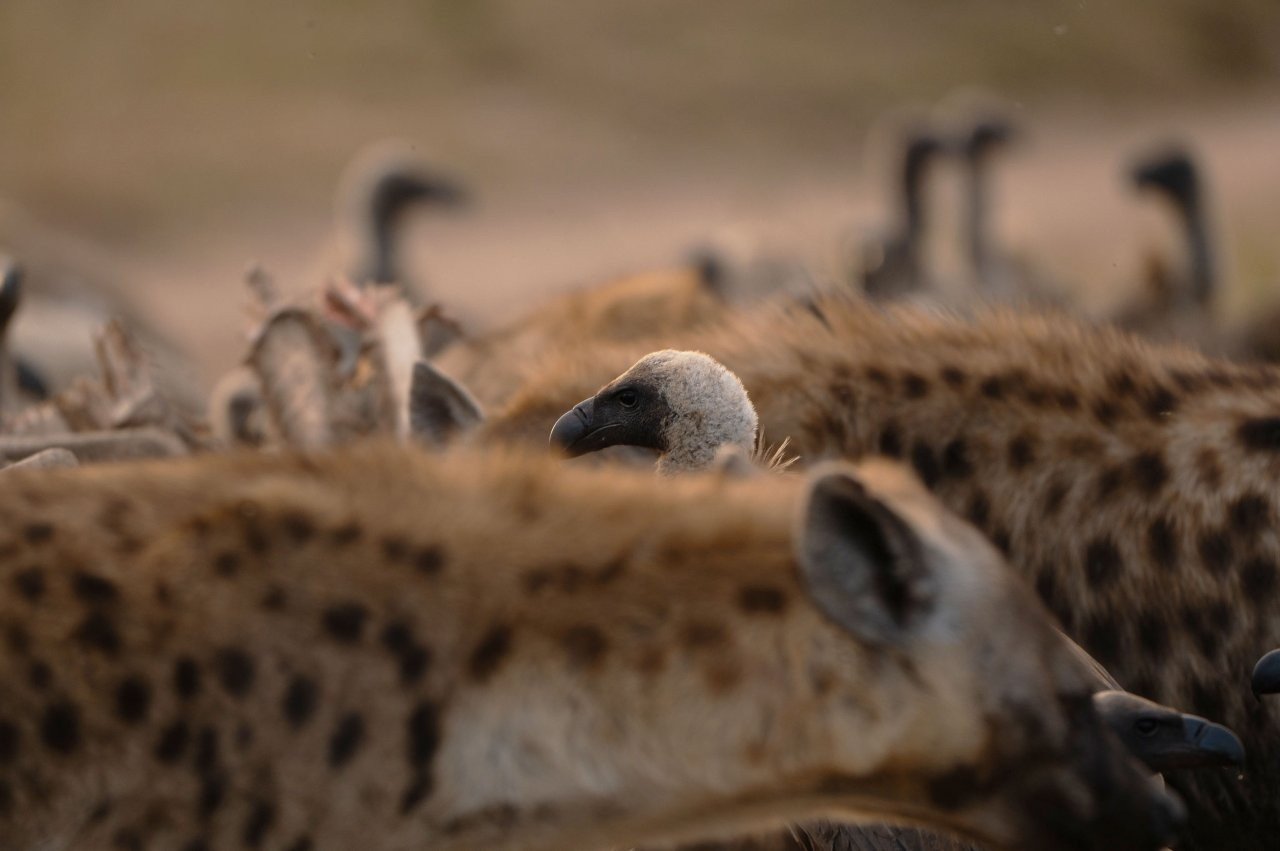 Hyenas feeding while vultures wait nearby at a large scavenging event.
