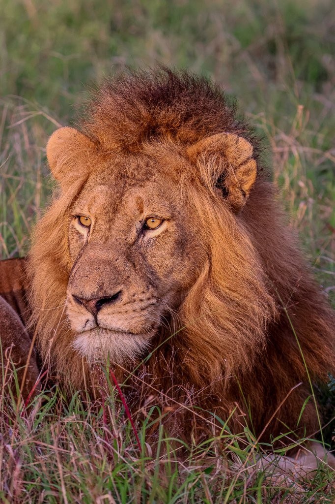 Dominant N’waswishaka male lion representing the strength and stability of the coalition.