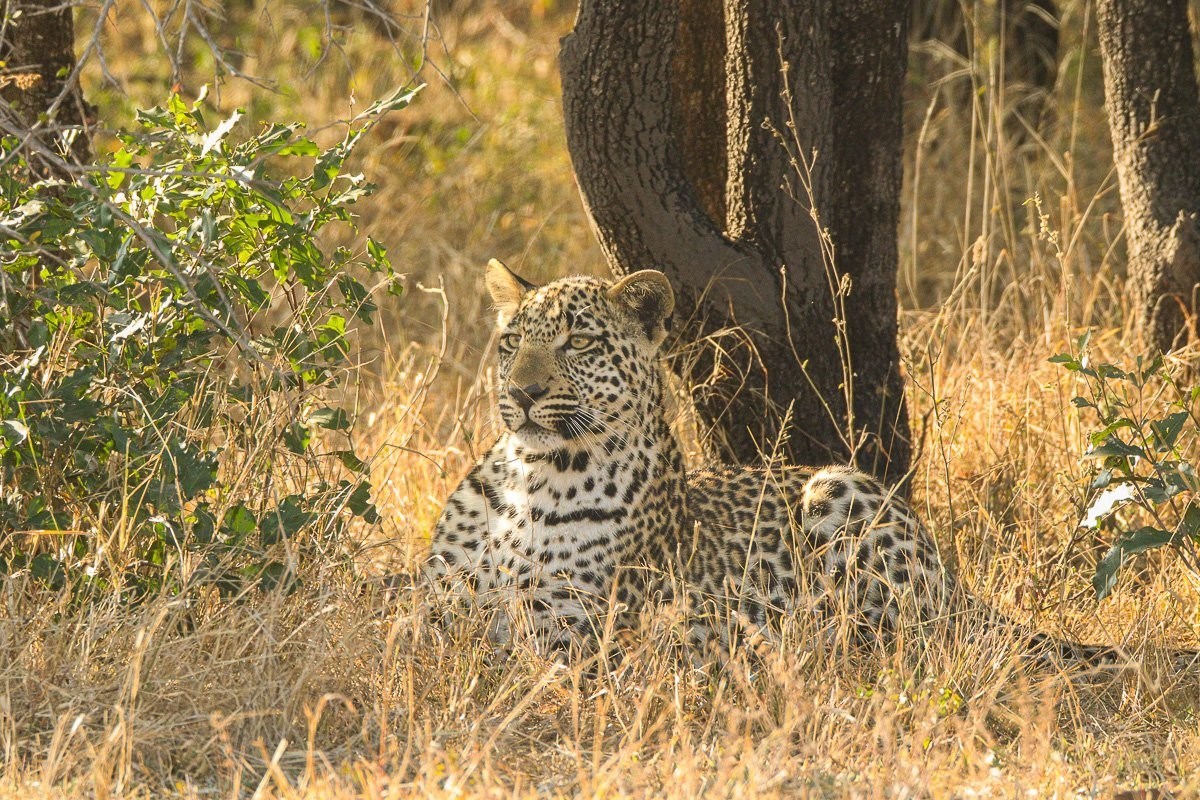 Tengile's playful leopard cub resting in the shade near its mother.