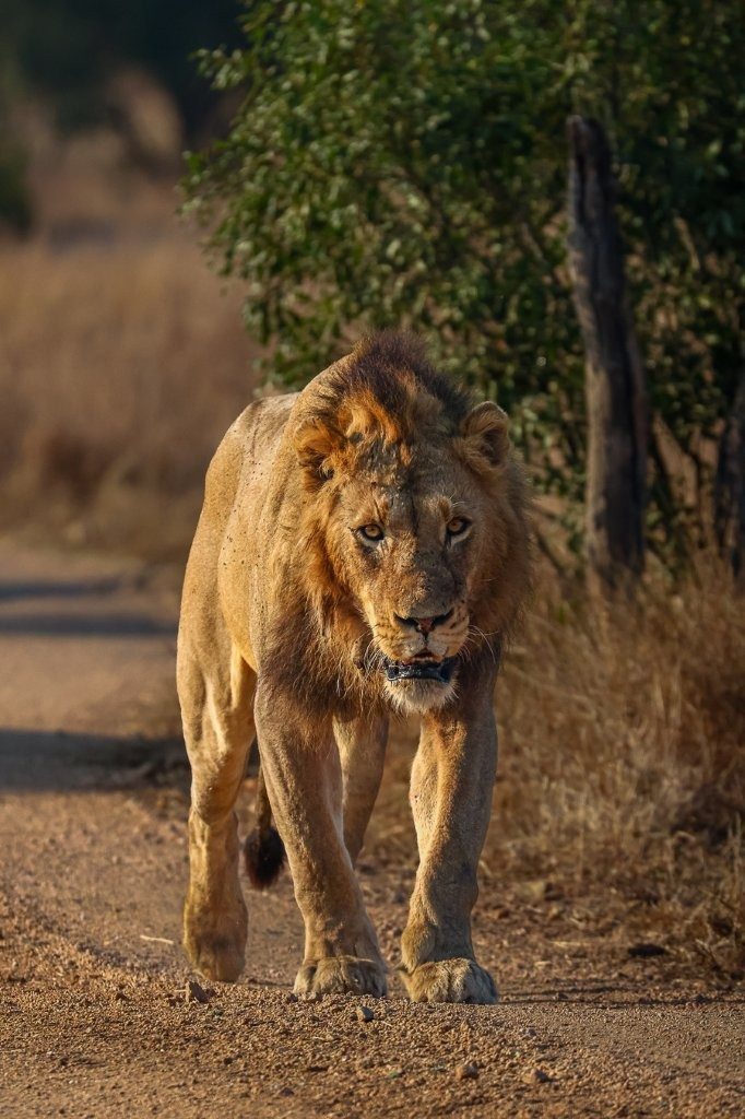N’waswishaka male lion moving through the Sabi Sabi wilderness