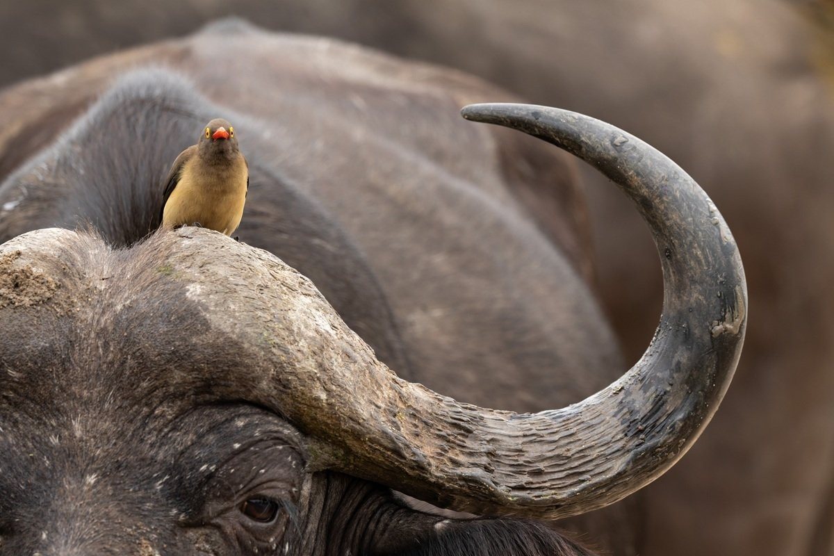 Oxpecker perched on a buffalo while feeding in the African bush.
