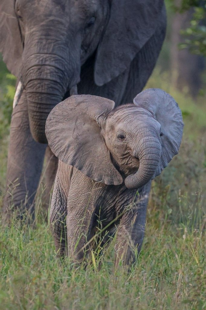 African elephants moving through the bushveld.