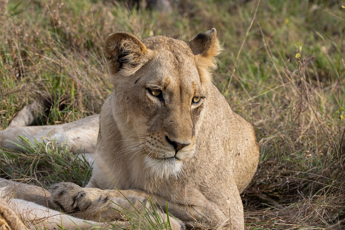 An Msuthlu Pride lionesses rests on a partly dried grass field