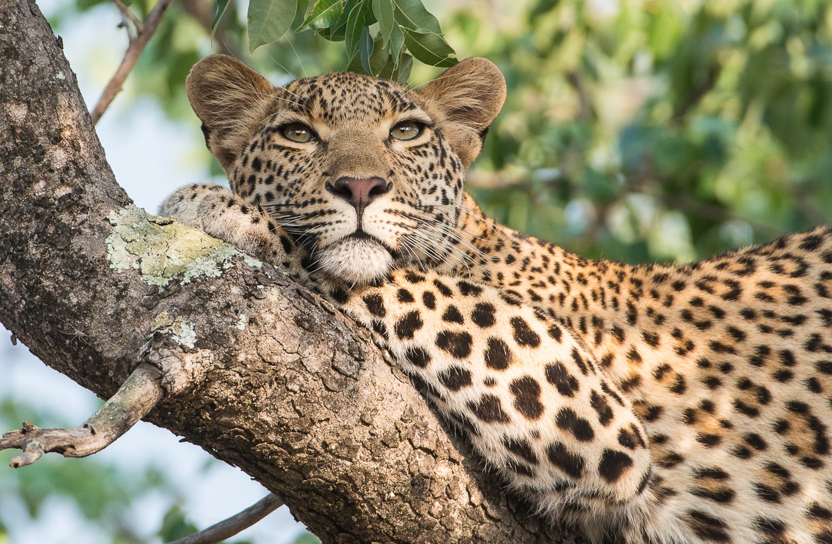 Leopard. 211 Leopard. 211