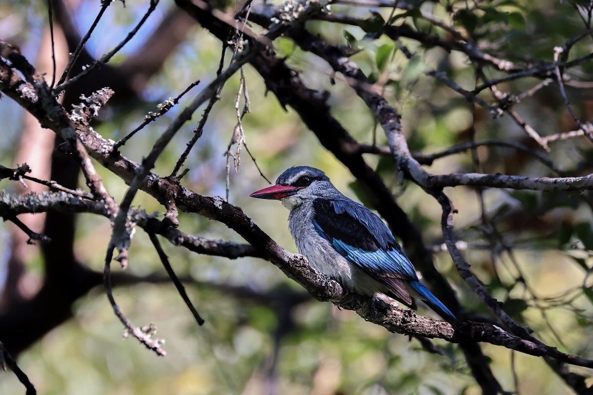 B14Coenraad Stapelberg Kingfisher 140423 1 B14Coenraad Stapelberg Kingfisher 140423 1