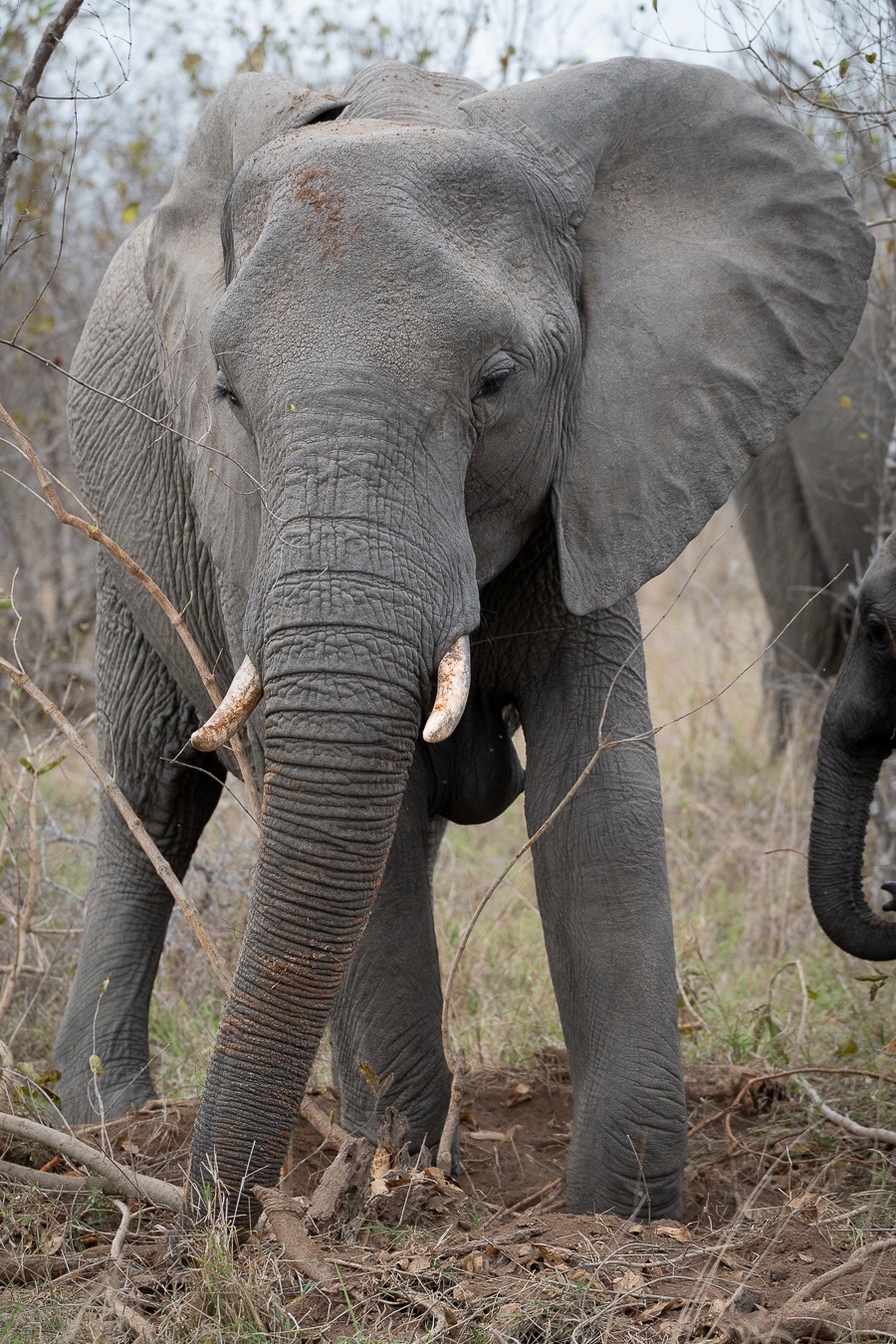 The Matriarch is usually the oldest, biggest and wisest elephant in the herd. The Matriarch is usually the oldest, biggest and wisest elephant in the herd.