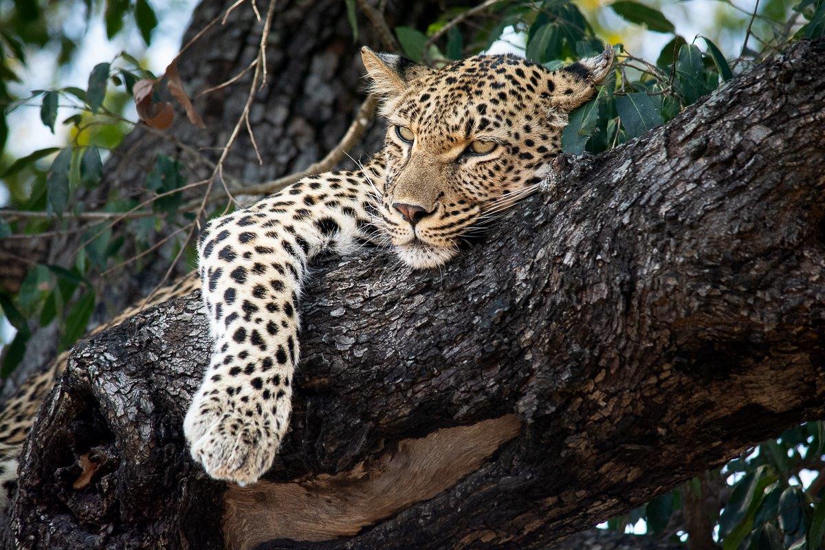 Golonyi Looking Comfortable In Tree Ronald Mutero Golonyi Looking Comfortable In Tree Ronald Mutero