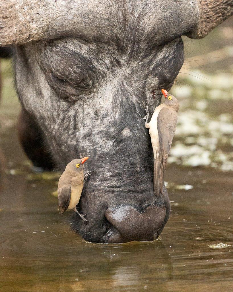 The mutualistic relationship between a buffalo and ox peckers mean they both benefit form each other. The mutualistic relationship between a buffalo and ox peckers mean they both benefit form each other.