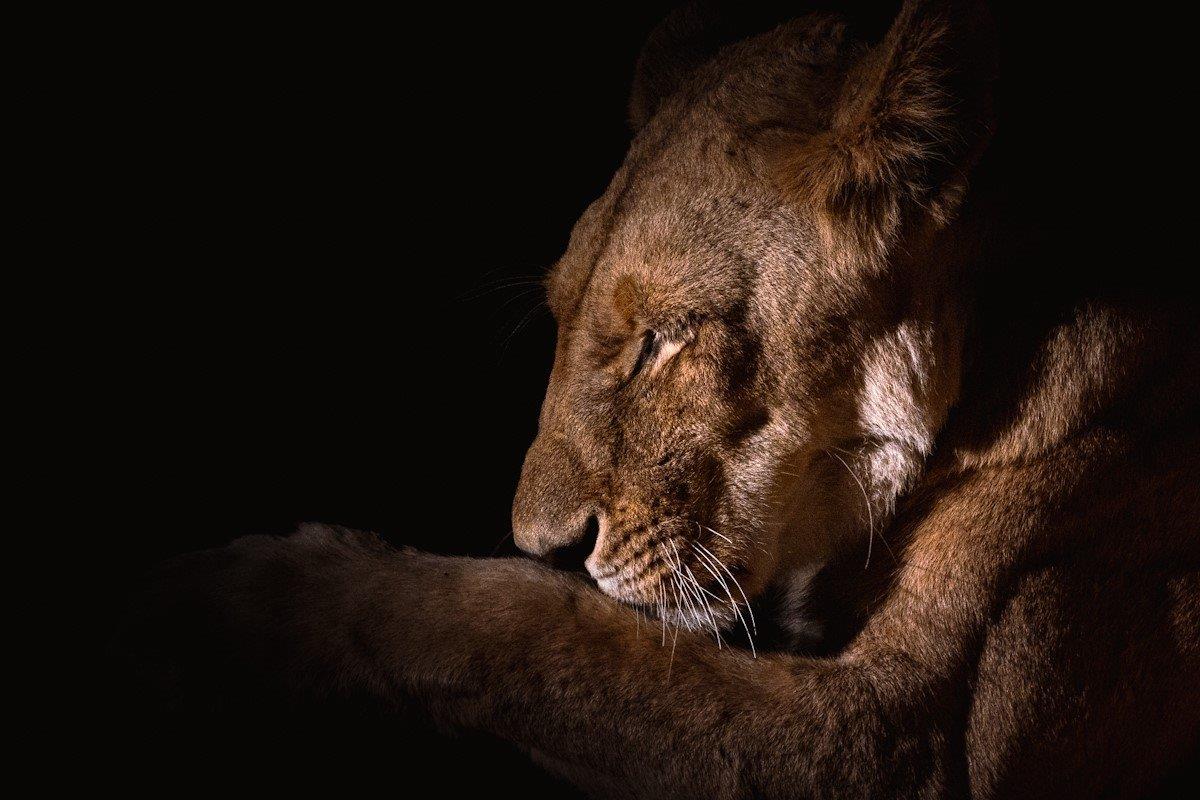 A female member of the Southern Pride rests. Lions will sleep most of the day until it becomes cooler to hunt. 