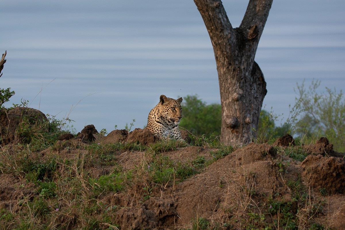 Golonyi scans her home range. 