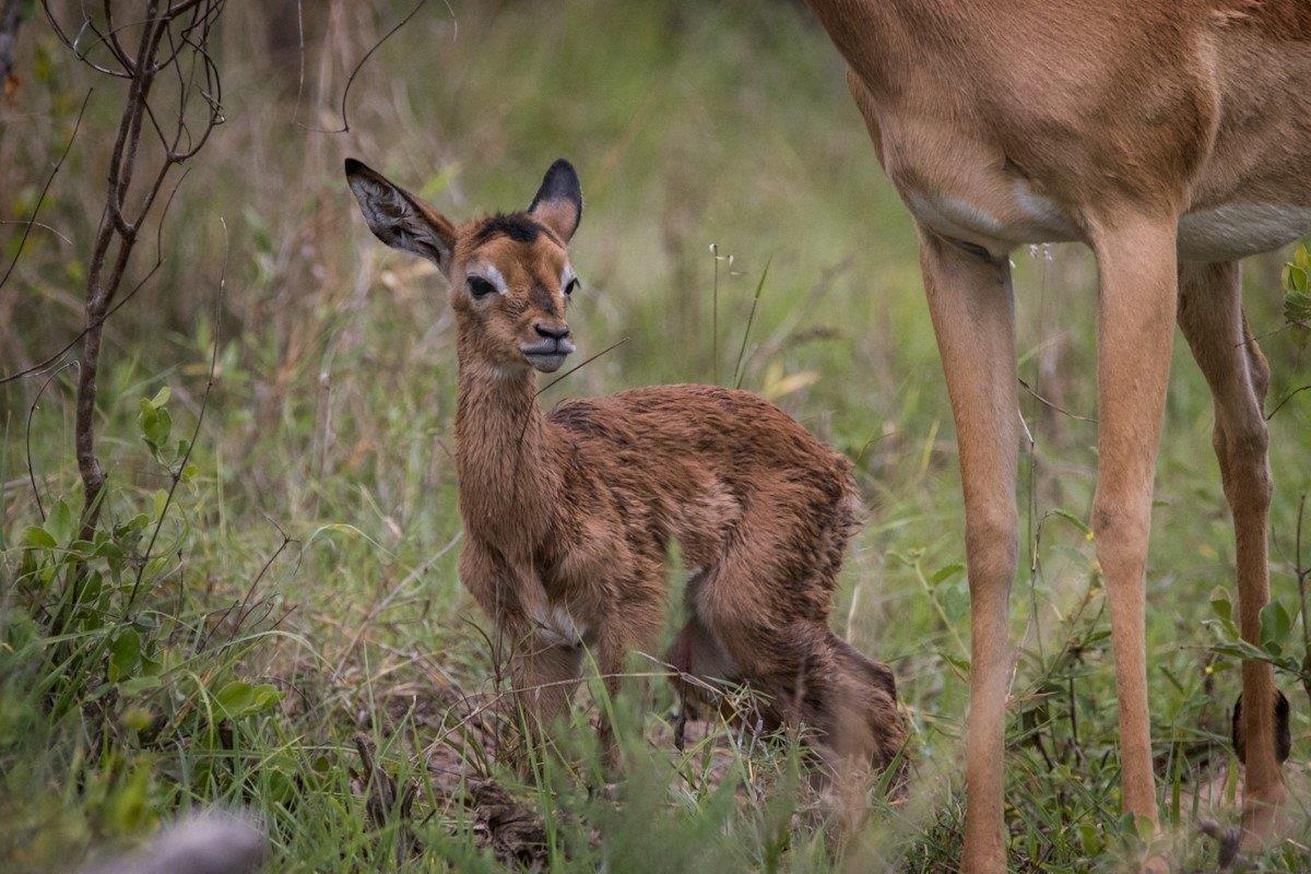 A minutes old impala lamb stands on her shaky and unsure legs.