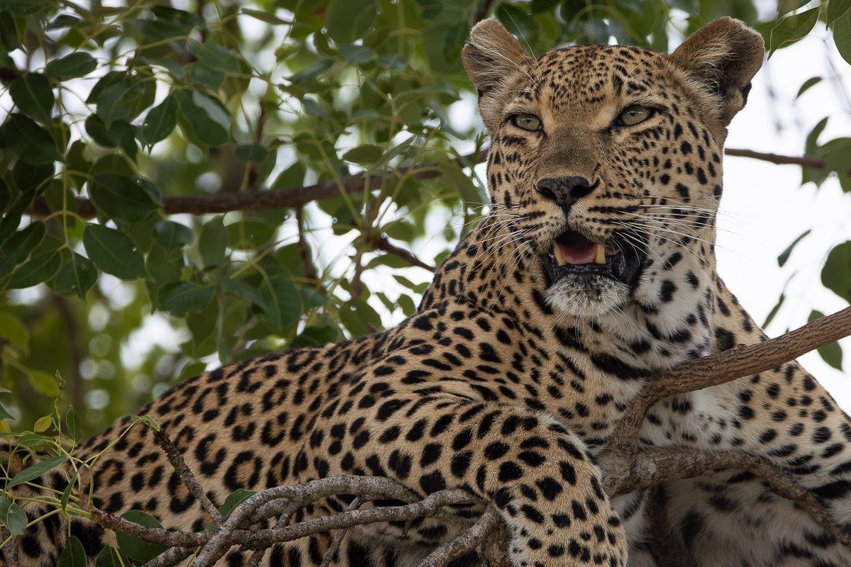Ntsumi safeguarded an impala kill and she watched over her tow healthy cubs on the ground below. Ntsumi safeguarded an impala kill and she watched over her tow healthy cubs on the ground below.