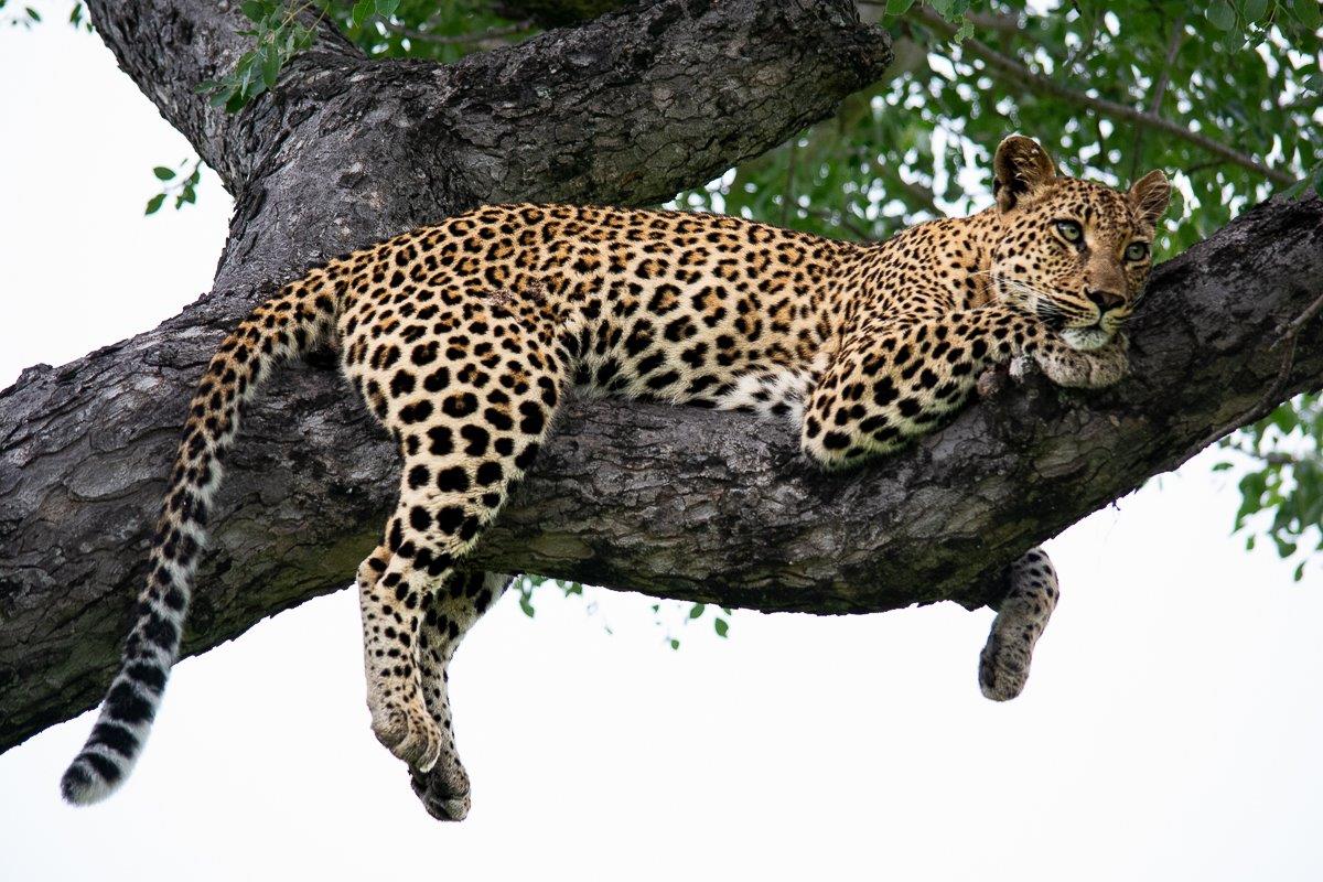 Golonyi rests in a tree. Golonyi rests in a tree.