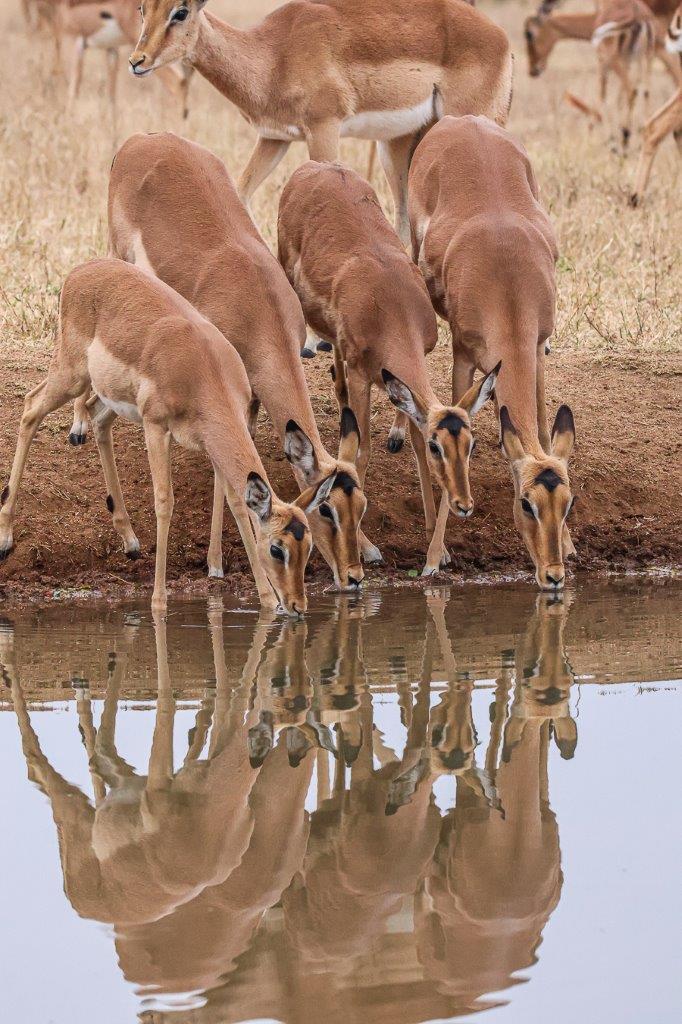 A herd of impala drinking at a waterhole. A herd of impala drinking at a waterhole.