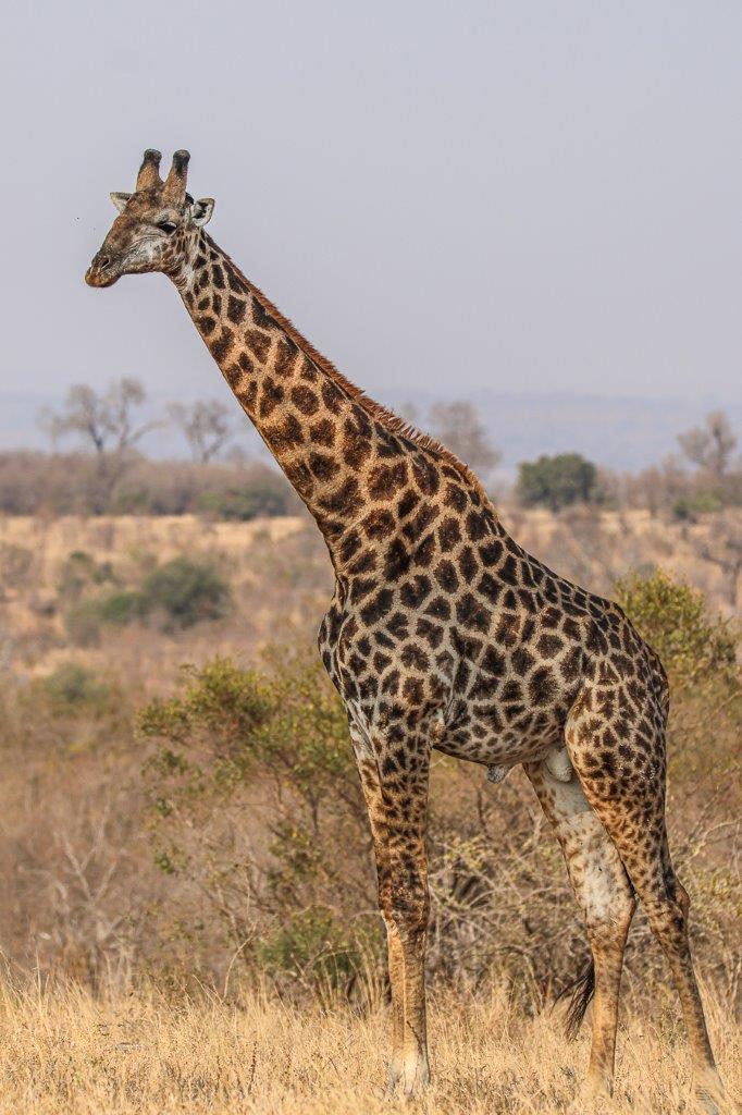 A lone giraffe bull standing tall, scanning the open area for any signs of danger, providing an early warning to other animals.