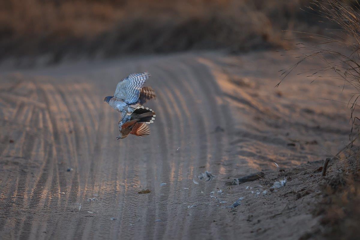 Sabi Sabi Ronald Mutero Little Sparrowhawk Battle Sabi Sabi Ronald Mutero Little Sparrowhawk Battle