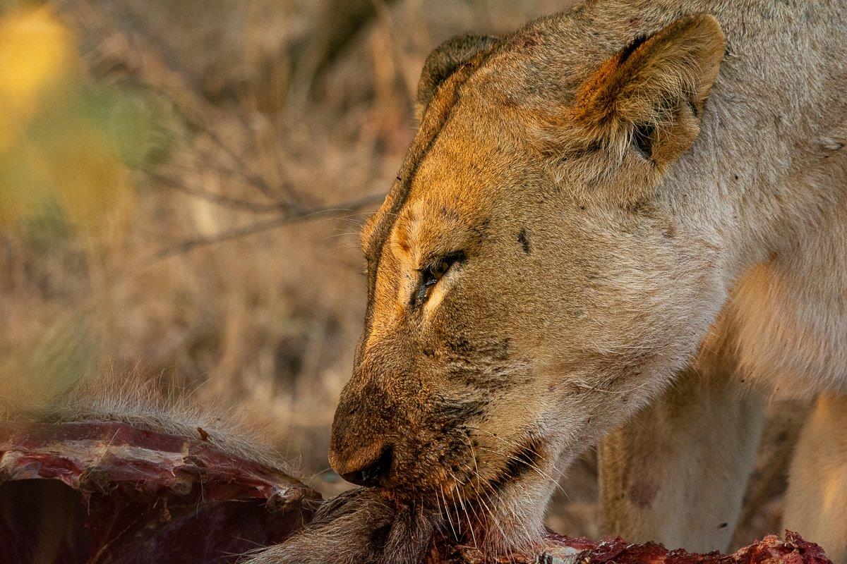 Lions from the Msuthlu Pride feeding on a wildebeest carcass, demonstrating their strength and teamwork in the wild. Lions from the Msuthlu Pride feeding on a wildebeest carcass, demonstrating their strength and teamwork in the wild.