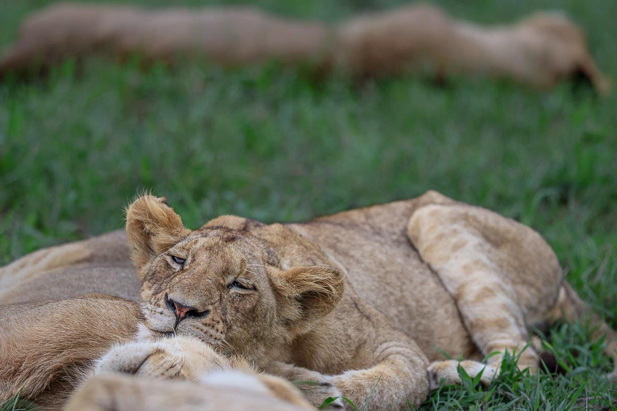 Sabi Sabi Ruan Mey Msuthlu Pride Sabi Sabi Ruan Mey Msuthlu Pride