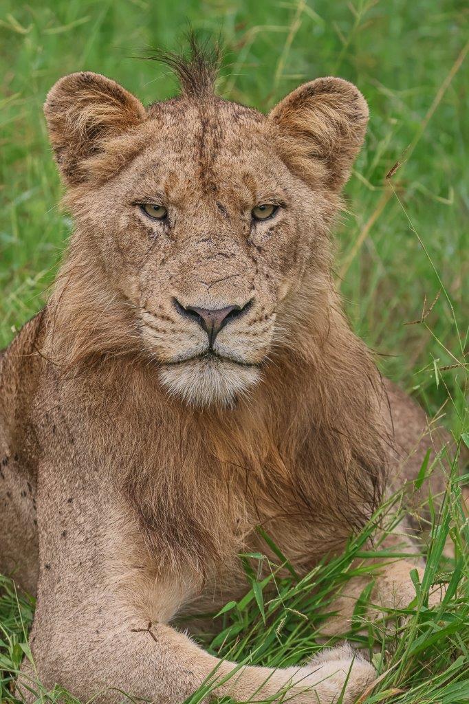 Sabi Sabi Ruan Mey Kambula Male