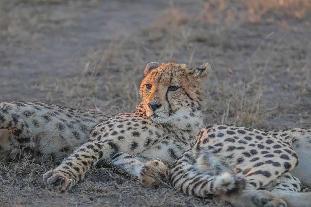 Sabi Sabi Ruan Mey Cheetah Lying Down Sabi Sabi Ruan Mey Cheetah Lying Down