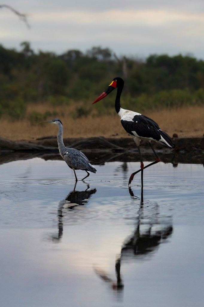 Birds that flock together - A heron and a yellow-billed stork in the same wateringhole