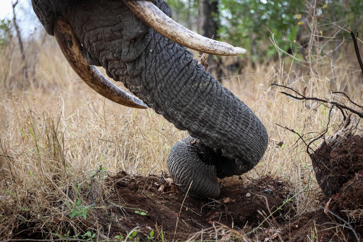 Sabi Sabi Jan Nel Elephant Trunk Sabi Sabi Jan Nel Elephant Trunk
