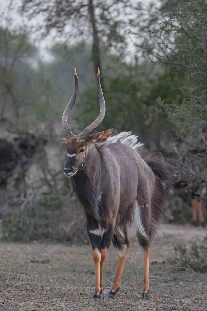 A striking nyala bull stands alert, showing off his spiral horns and rich brown coat.