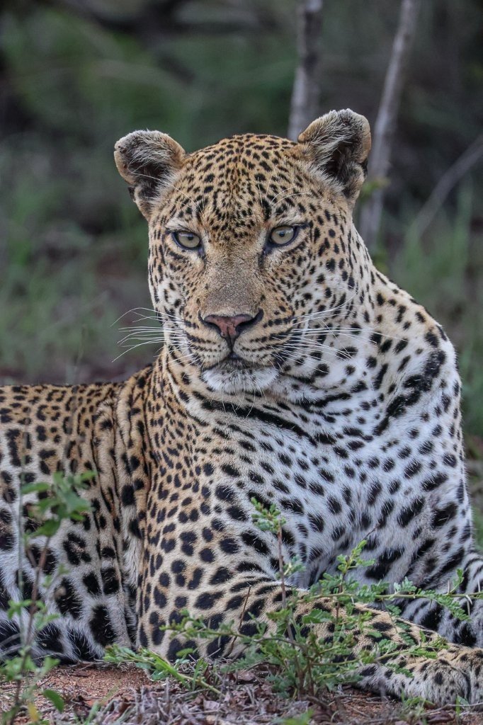 Sabi Sabi Ruan Mey Khulwana Male Leopard