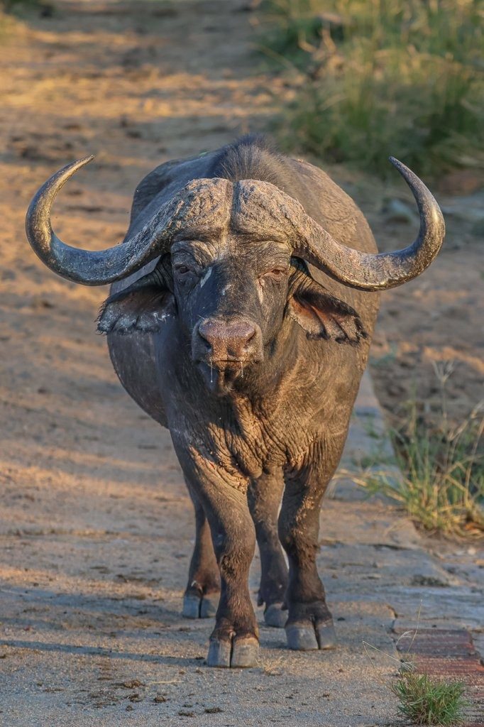 Sabi Sabi Ruan Mey Buffalo