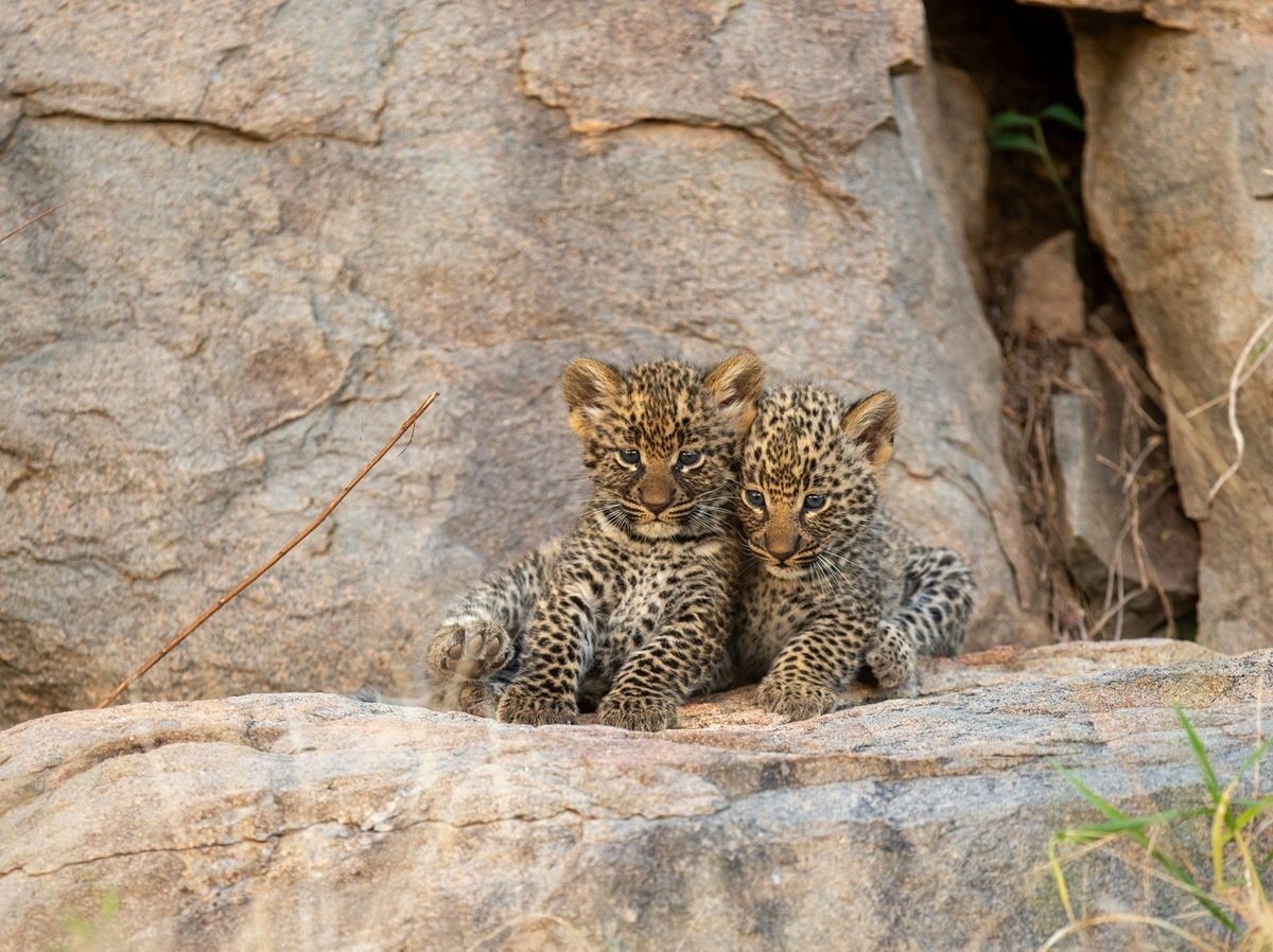 Curious leopard cub standing alert among boulders near the family den.
