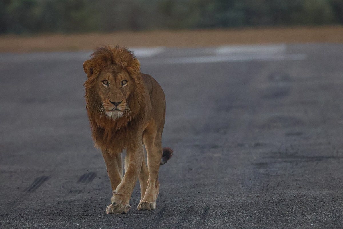 N’waswishaka male lion moving across the airstrip.