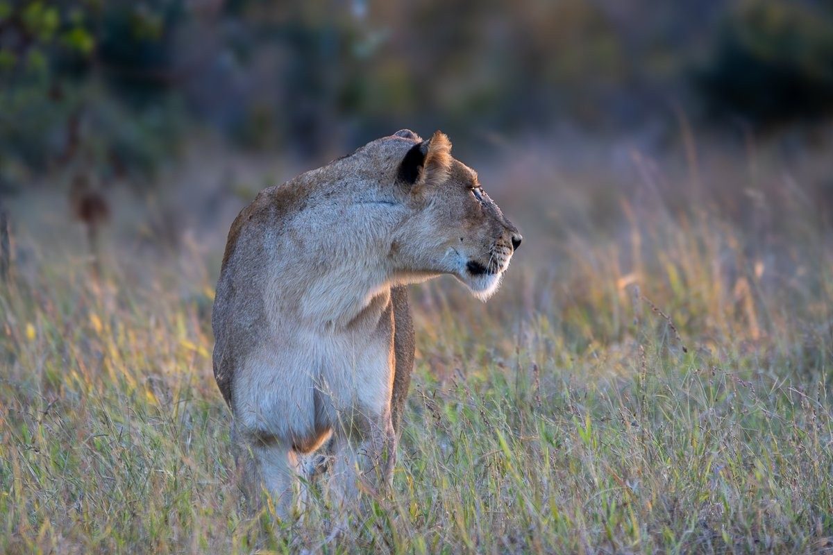 Msuthlu Pride resting before attempting a hunt.