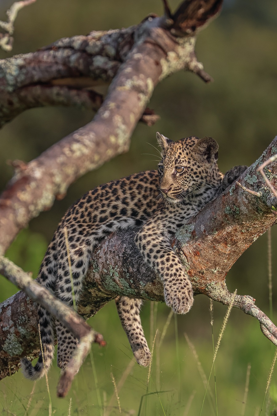 Young Golonyi leopard resting in a tree