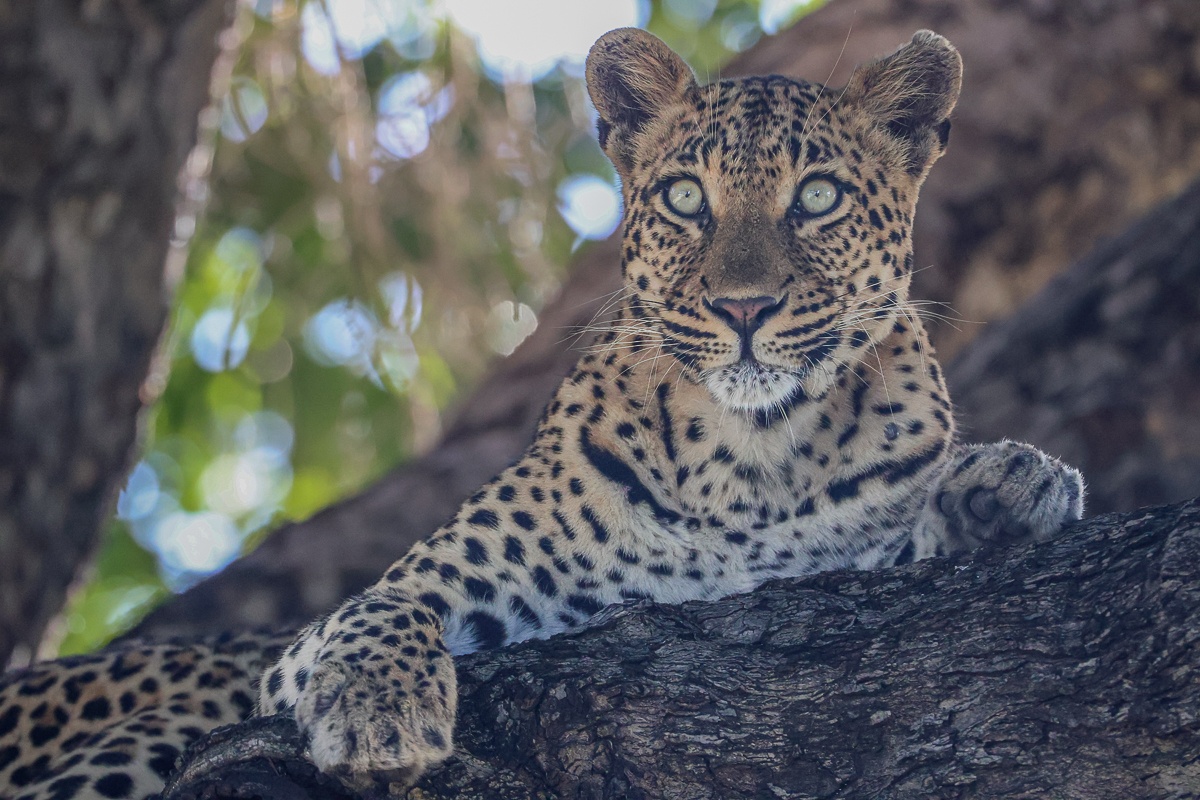 Golonyi leopard resting on a tree branch