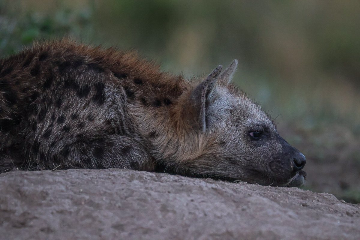 Spotted hyena resting peacefully in the African bush.
