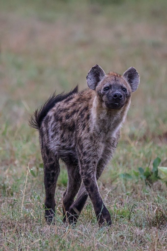 Spotted hyena scavenging in the African bush.