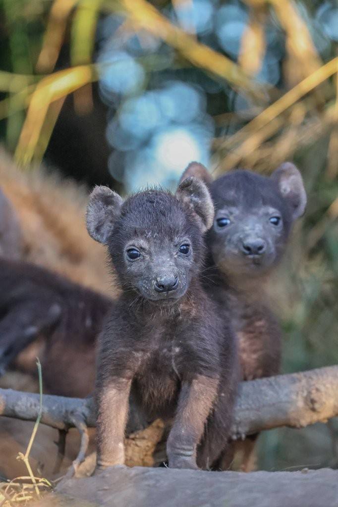 Tiny hyena cubs being explorative.