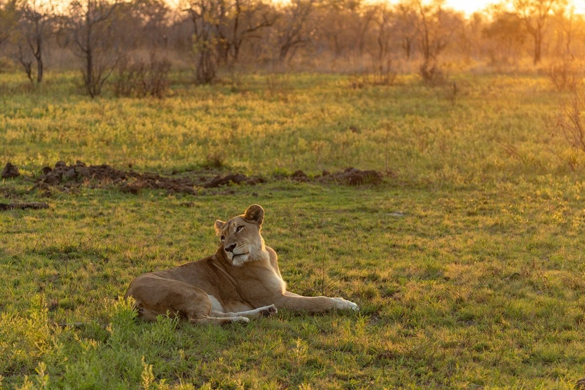 Southern Pride lioness watching her surroundings in the bushveld.