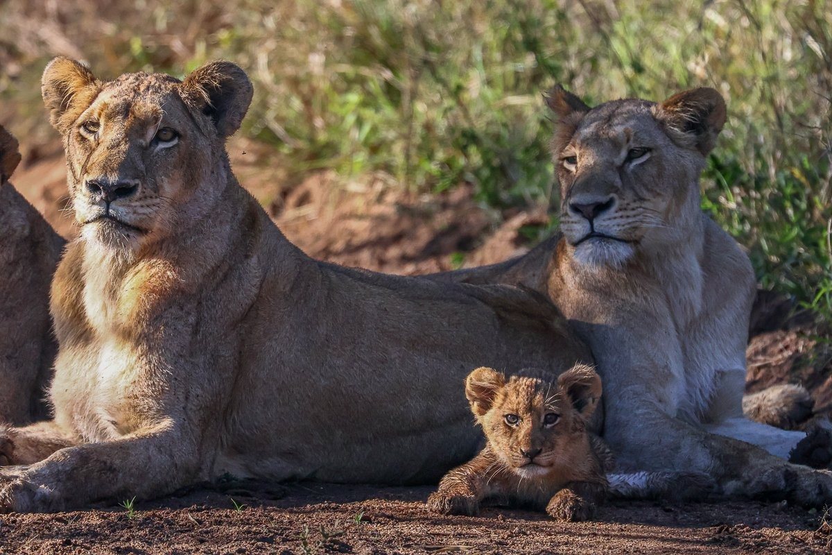 Southern Pride lionesses resting together with a young cub on the road
