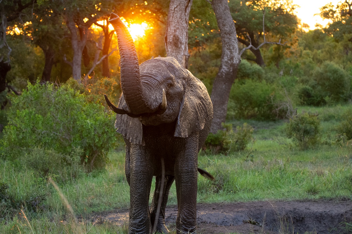 Ronald Mutero Elephant 22122022 4 Ronald Mutero Elephant 22122022 4