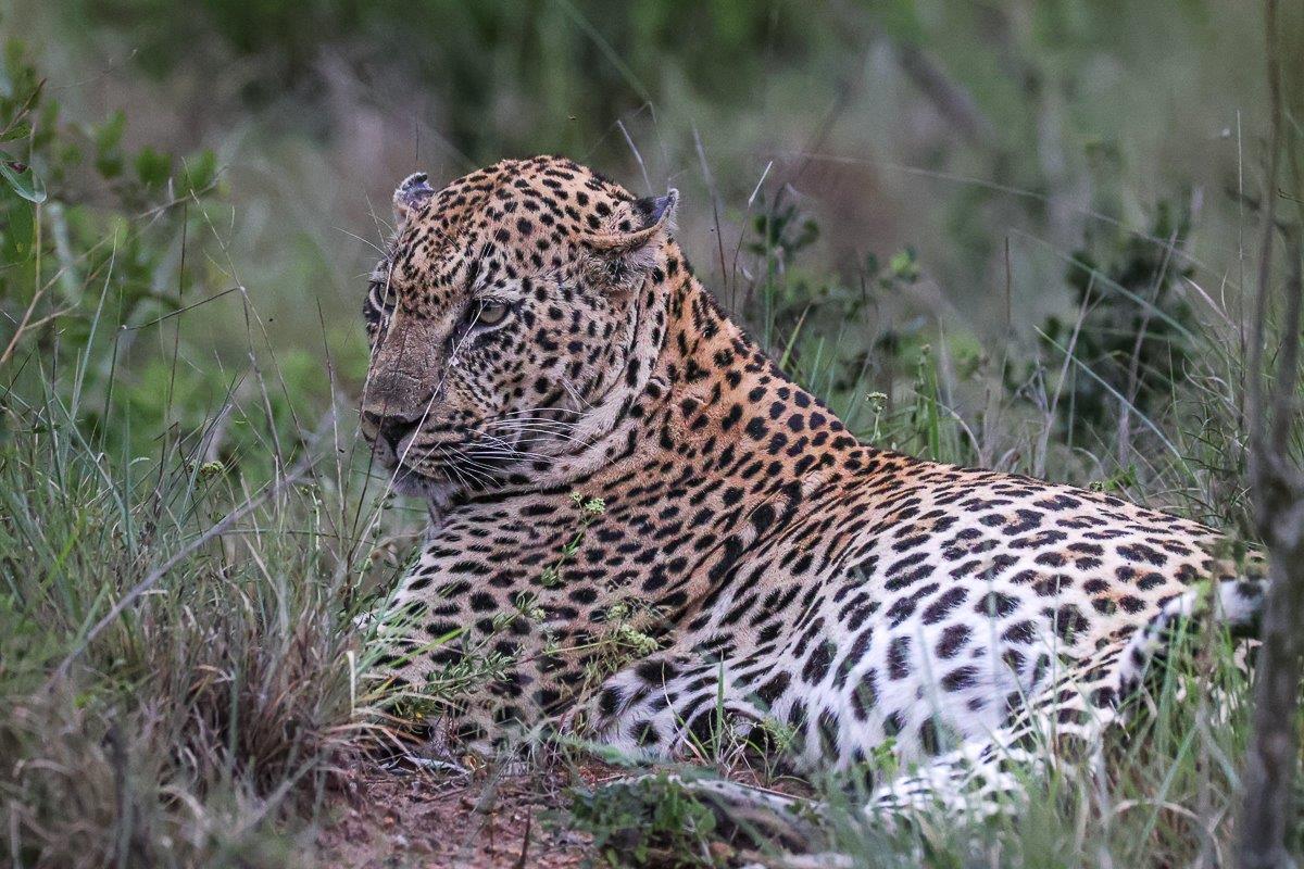 We eventually found Mawelawela resting on the ground. We eventually found Mawelawela resting on the ground.